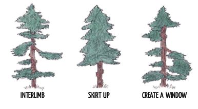 Pruning Techniques  Landowner Stewardship Guide