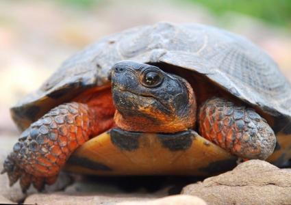 Description | Nova Scotia Wood Turtles